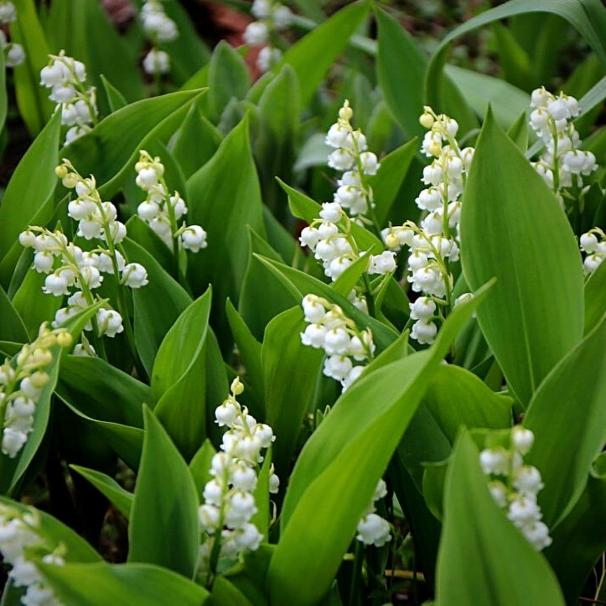 May Birth Flower - Lily of the Valley & Hawthorn