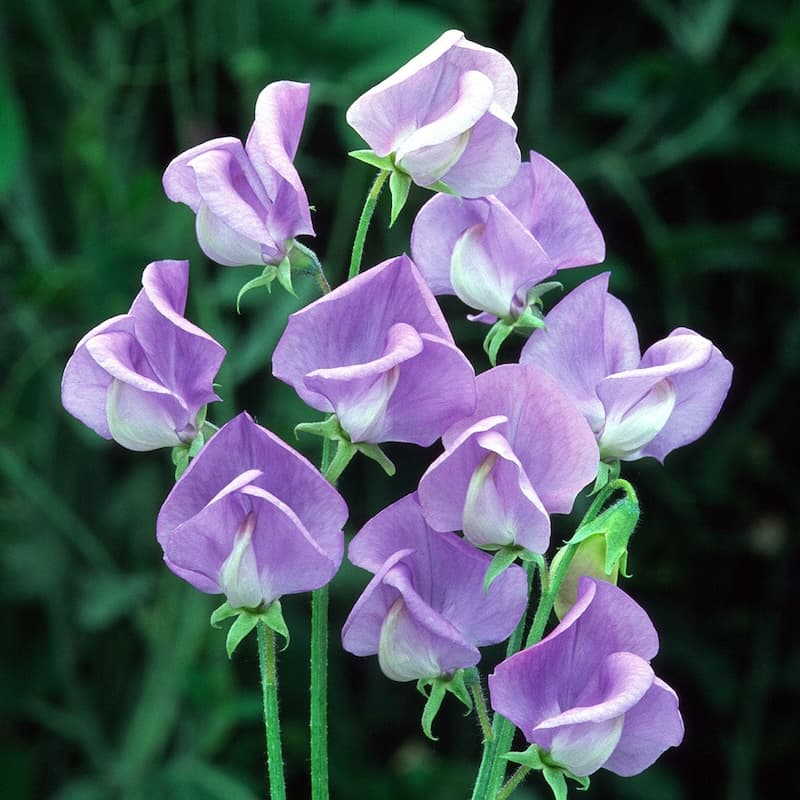 April Birth Flowers in History