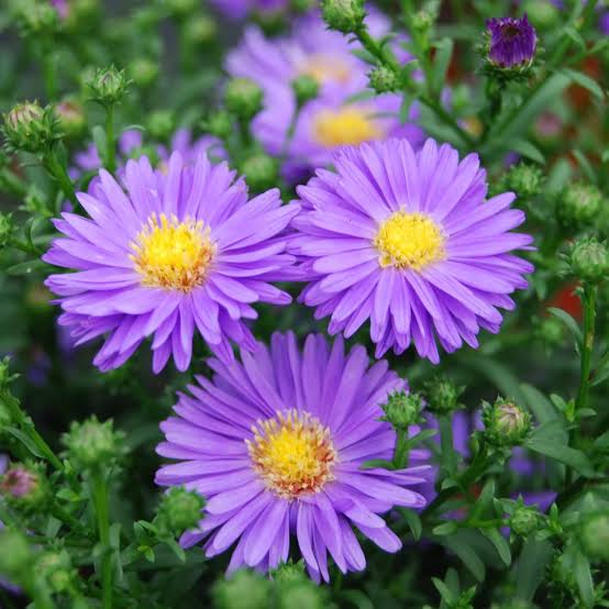 September Birth Flower - Aster