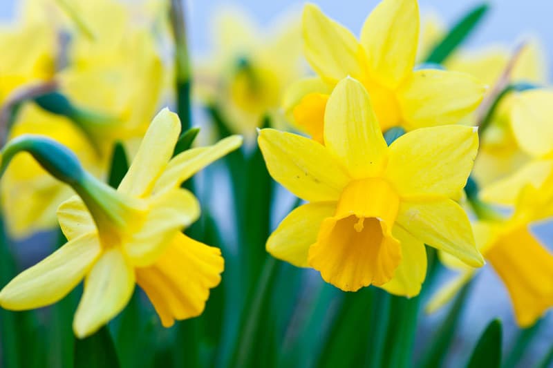 March Birth Flower History - Daffodils