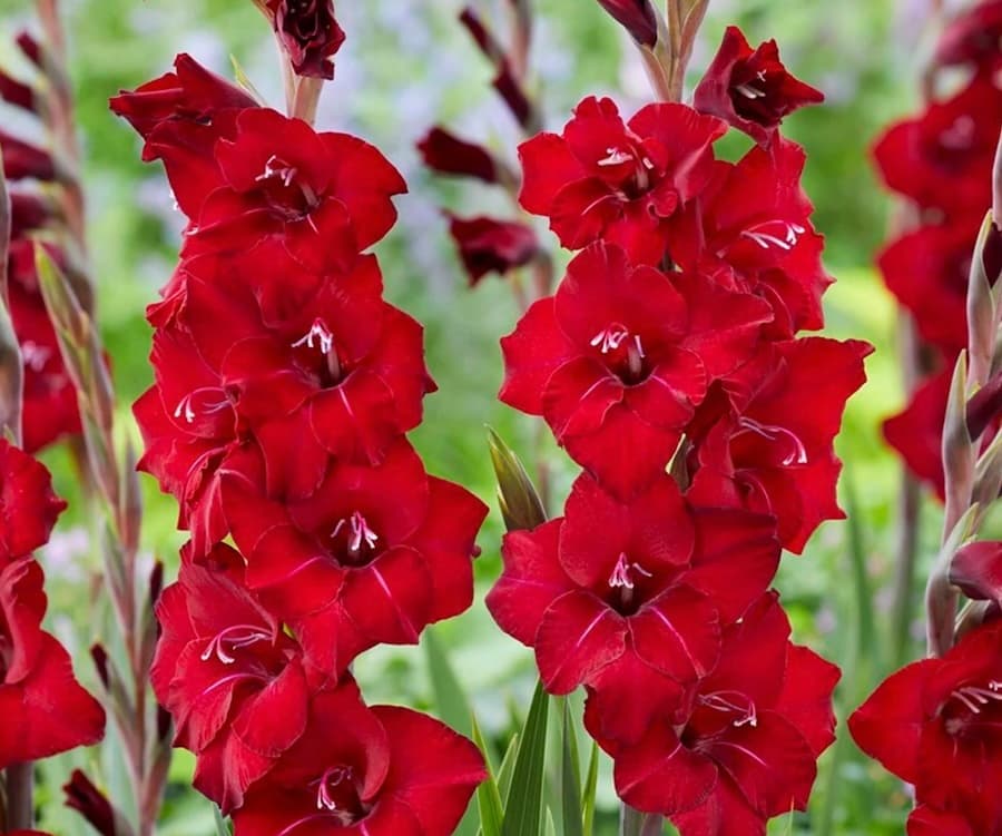 August Birth Flowers - Gladiolus and Poppy