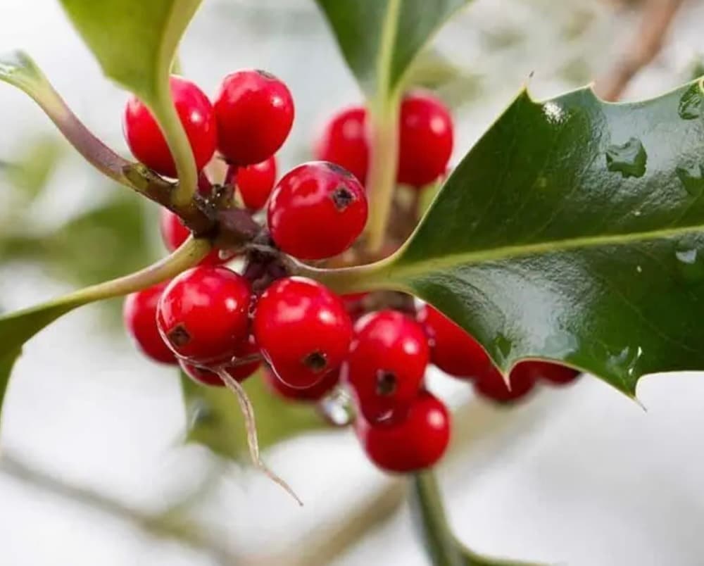December Birth Flower - Holly & Narcissus