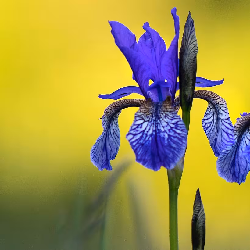 February Birth Flower - Iris & Violet