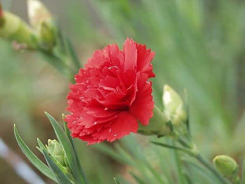 January Birth Flower - Carnation & Snowdrop