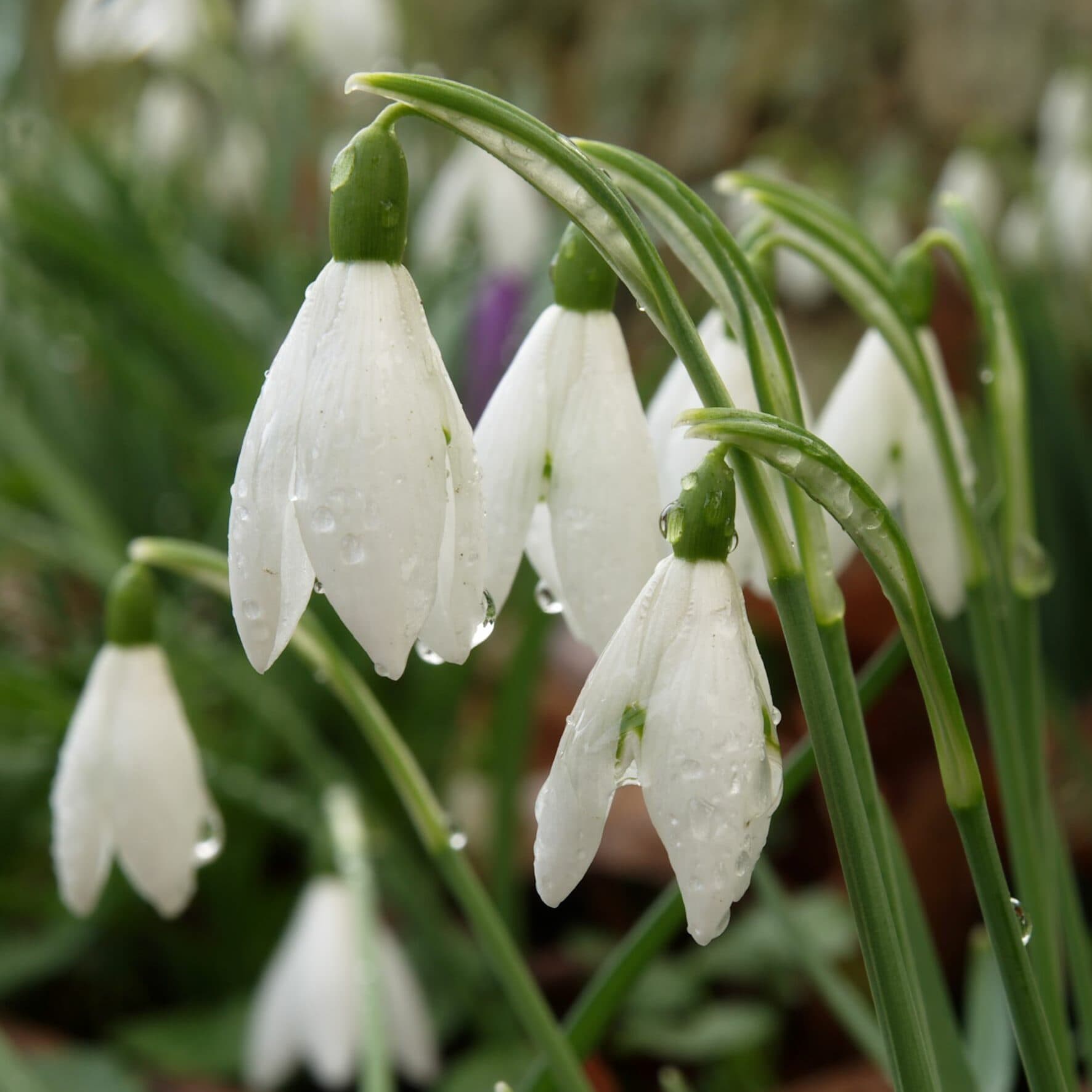 January Birth Flowers in History