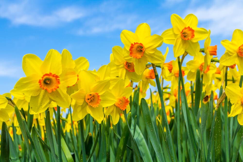 March Birth Flower - Daffodil