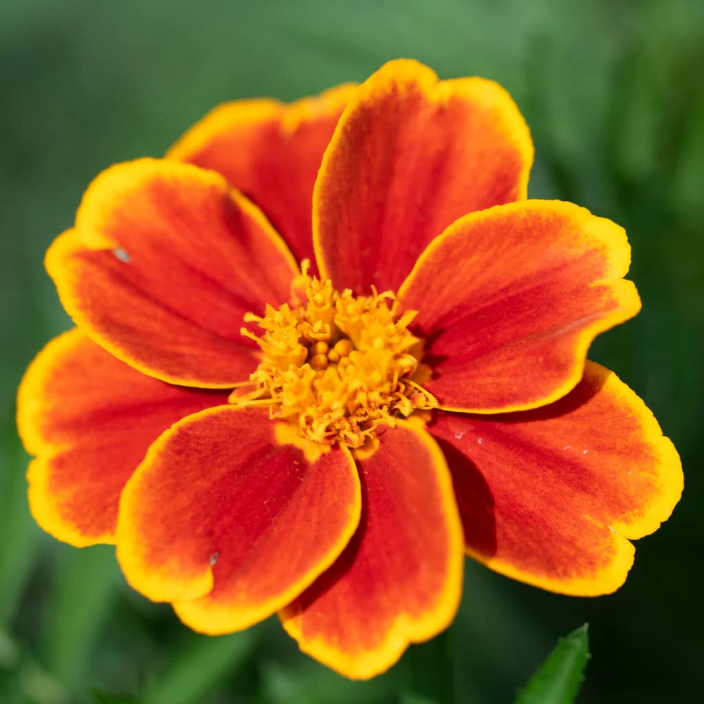 October Birth Flower - Marigold