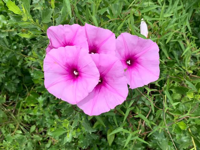 September Birth Flower - Morning Glory