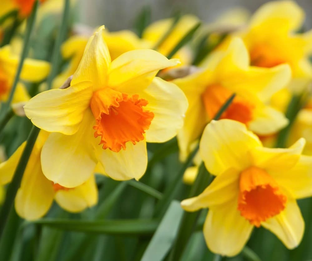 December Birth Flowers in History